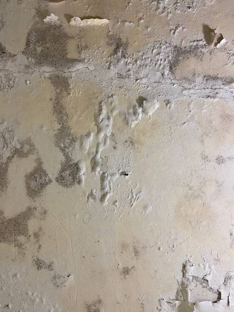 Best Certified Mold Removal  in Lennox, SD